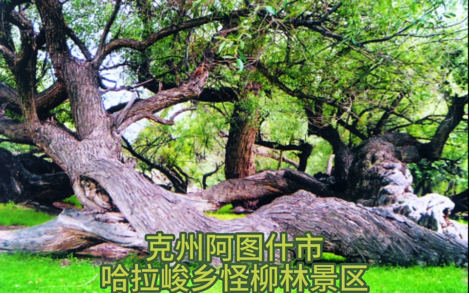 克州阿圖什市哈拉峻鄉怪柳林景區