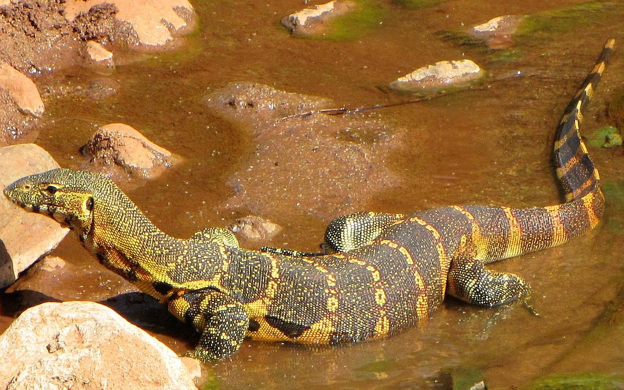 尼罗河巨蜥蜴图片