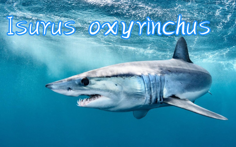 礁鲨vs灰鲭鲨图片