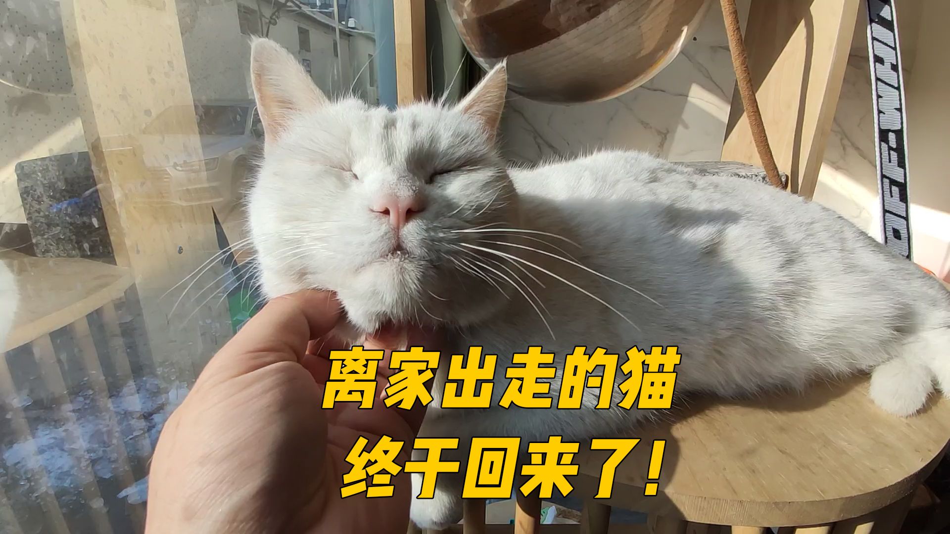 离家出走的猫终于回来了!太脏了好好搓个澡吧~哔哩哔哩bilibili