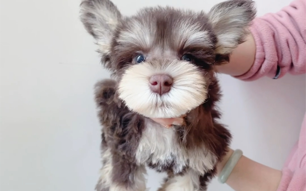 雪拉瑞稀有咖啡色弟弟!