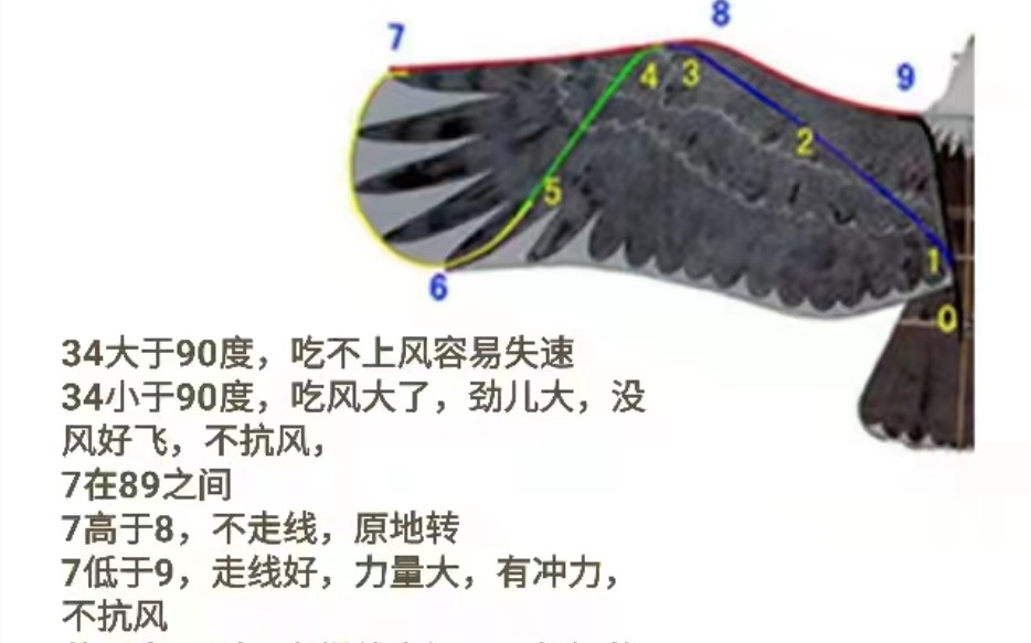 民间盘鹰达人 常之鹰先生,制作全碳鹰身全程.珍惜资料,喜欢盘鹰的朋友研究一下.前面开场,是我癫疯放飞小飞机.哔哩哔哩bilibili