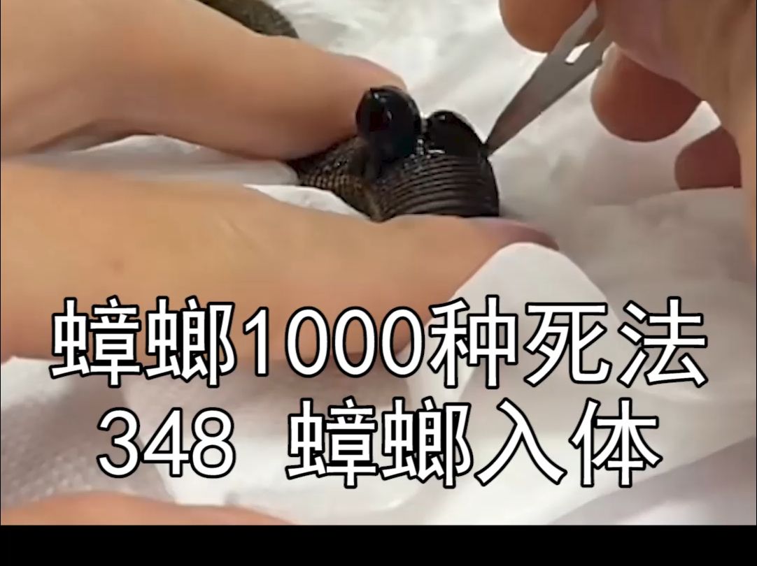 把蟑螂塞到蚂蟥的肚子里,蚂蟥都变成蟑螂的形状了!