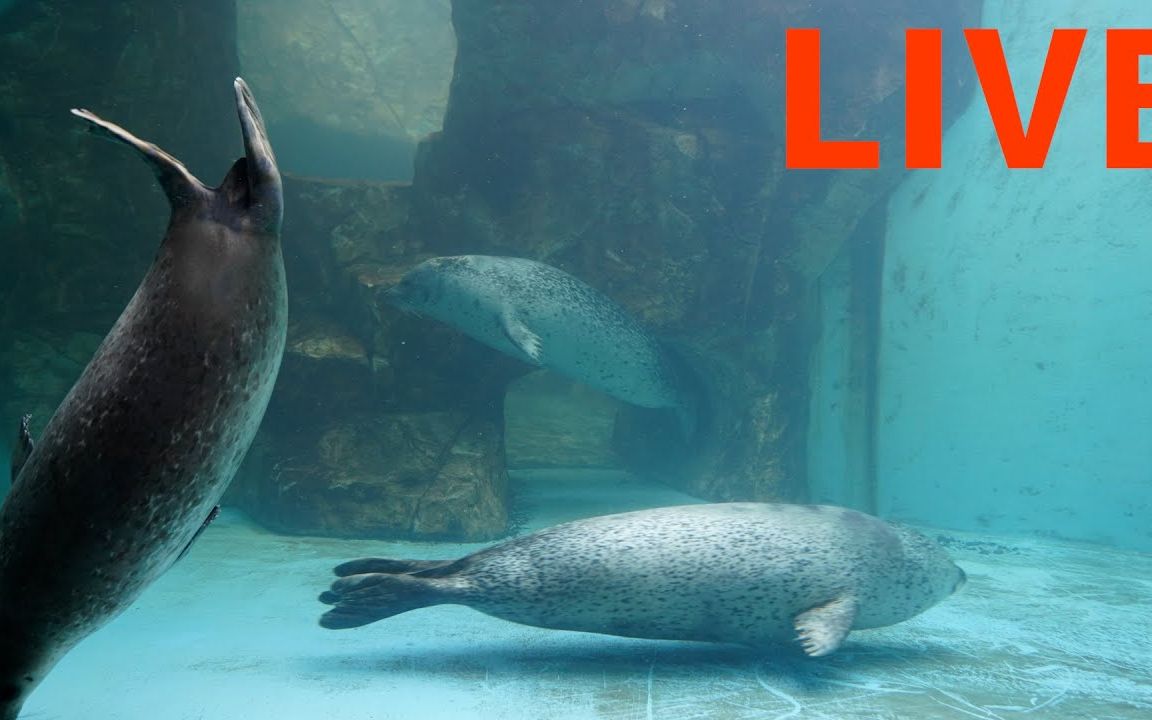 男鹿水族馆 自由自在游泳的海豹