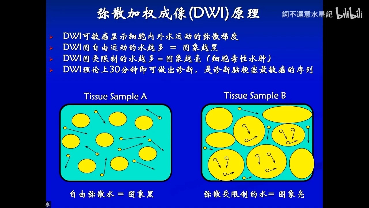 神经影像解剖
