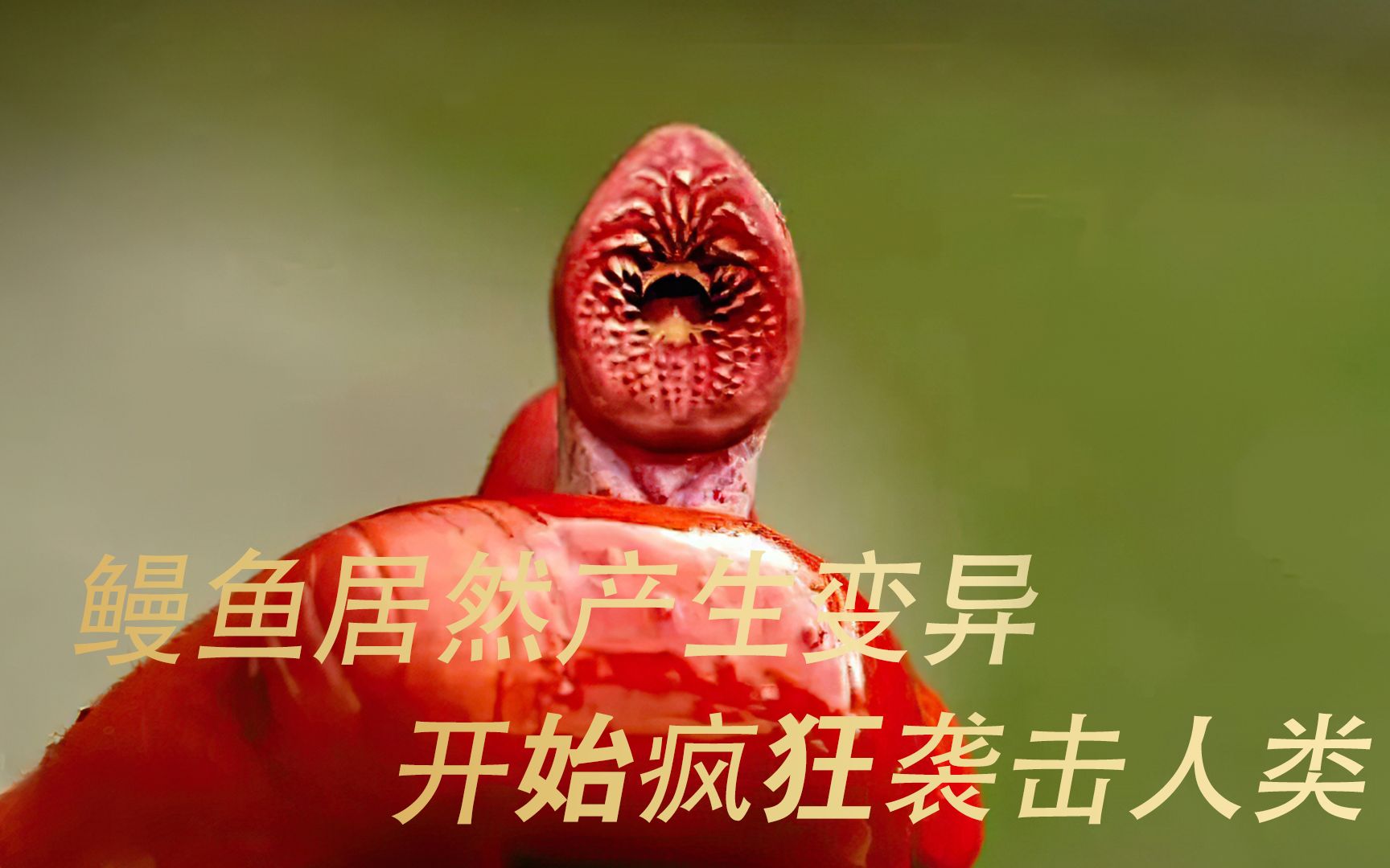 七鳃鳗血湖中文图片