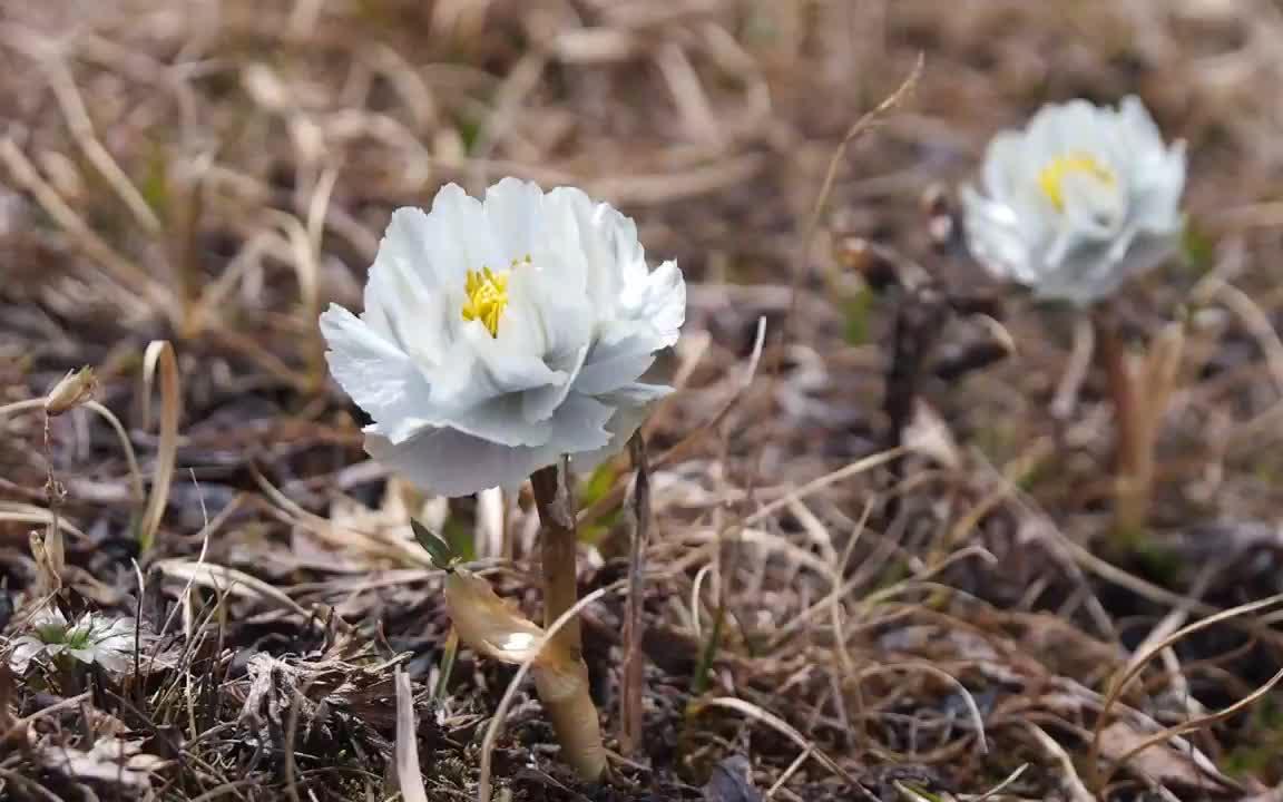 [图]淡紫金莲花 Trollius lilacinus Bunge