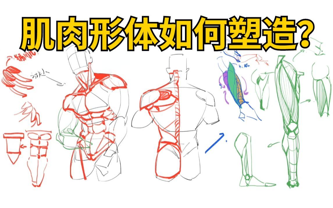 【人体结构】如何画出人体肌肉质感?男性肌肉画法解析!教你画出健硕的肌肉!哔哩哔哩bilibili