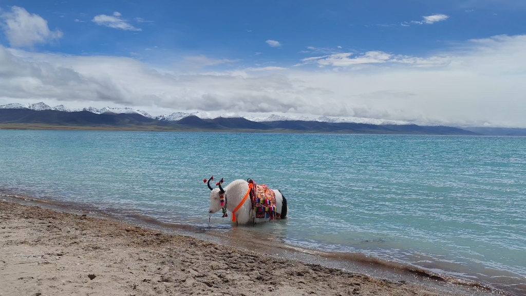 纳木措白牦牛在湖里