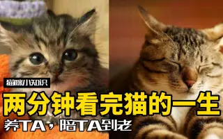 猫的世界 哔哩哔哩 Bilibili