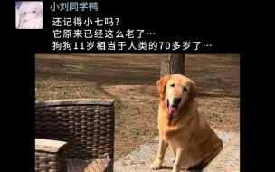 下载视频: 还记得神犬小七吗?这一转眼已经8年了 小七原来也老了…