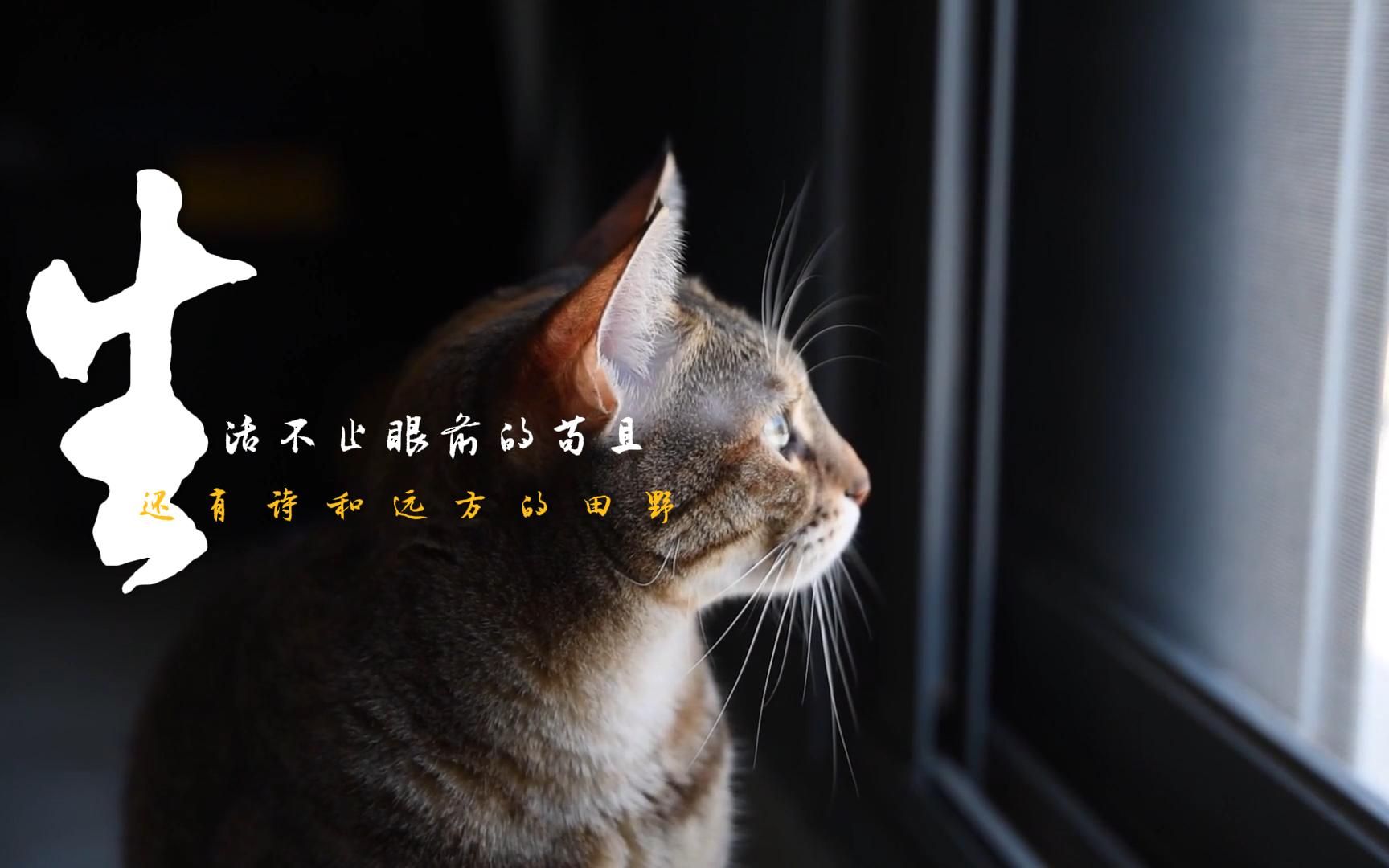 生活不止眼前的苟且