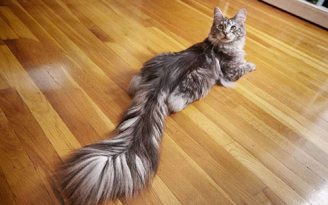 世界上尾巴最长的猫长达4466厘米怎么长的