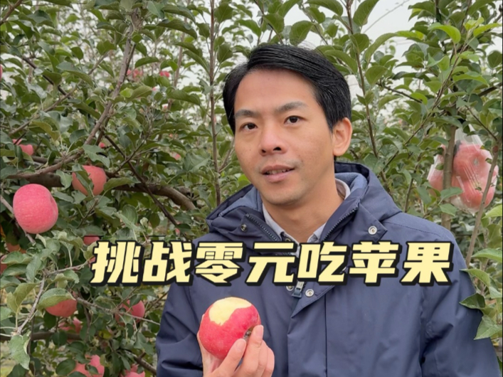 安塞南沟村矮化密植苹果示范园，现摘现吃