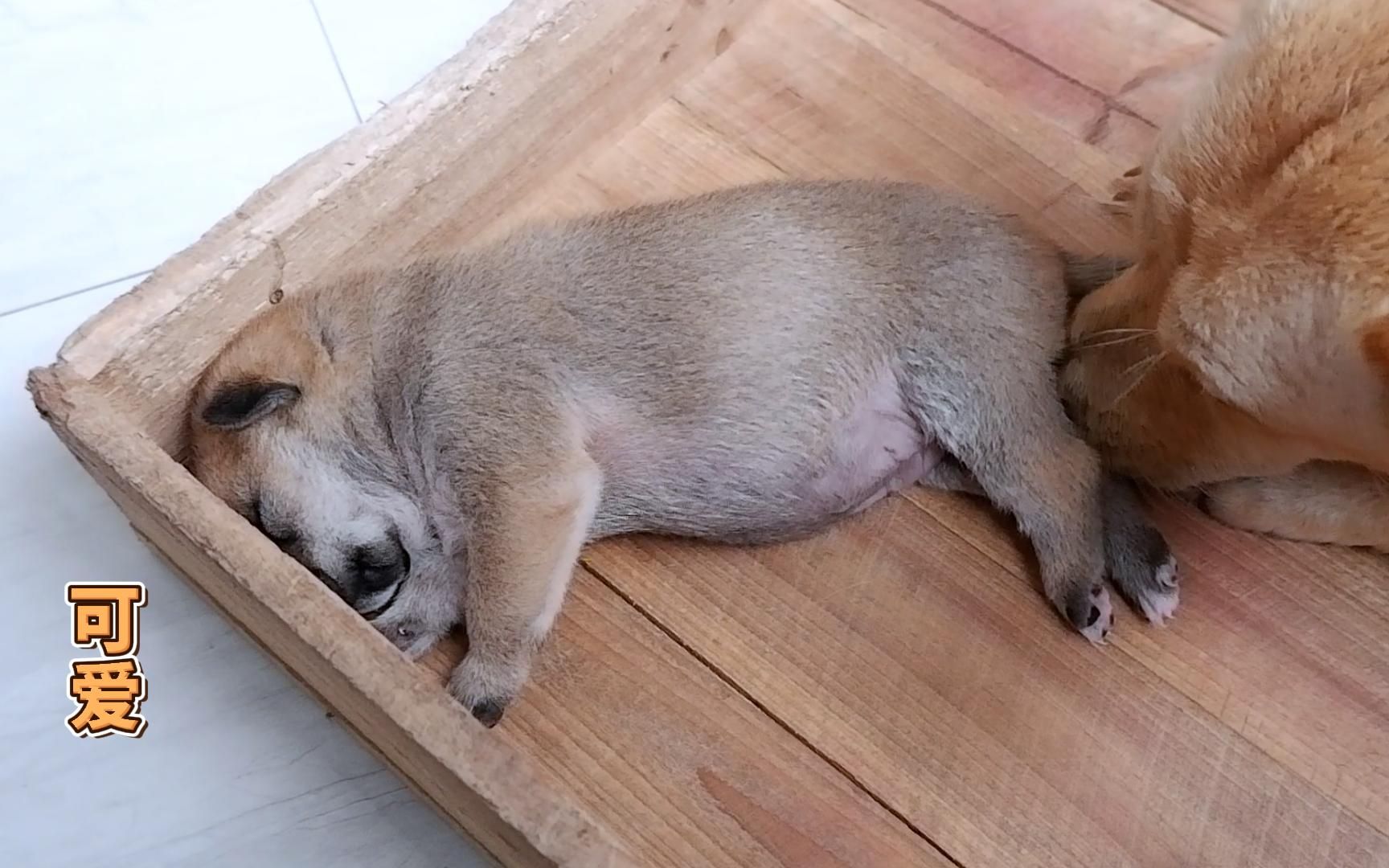 小奶狗吃得肚子鼓鼓的就呼呼大睡,当主人戳它那一刻,真可爱