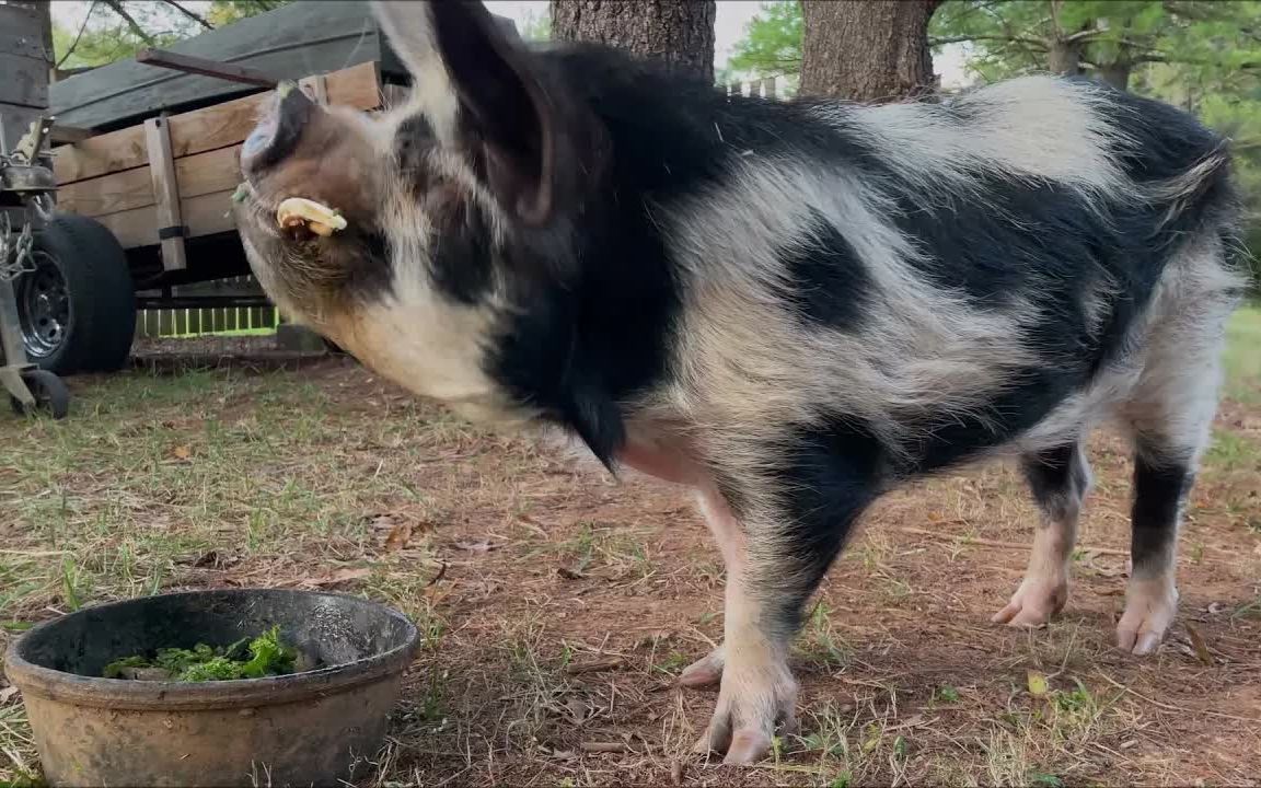 放养土猪高质量小鲜肉 甜酸口の了解一下?