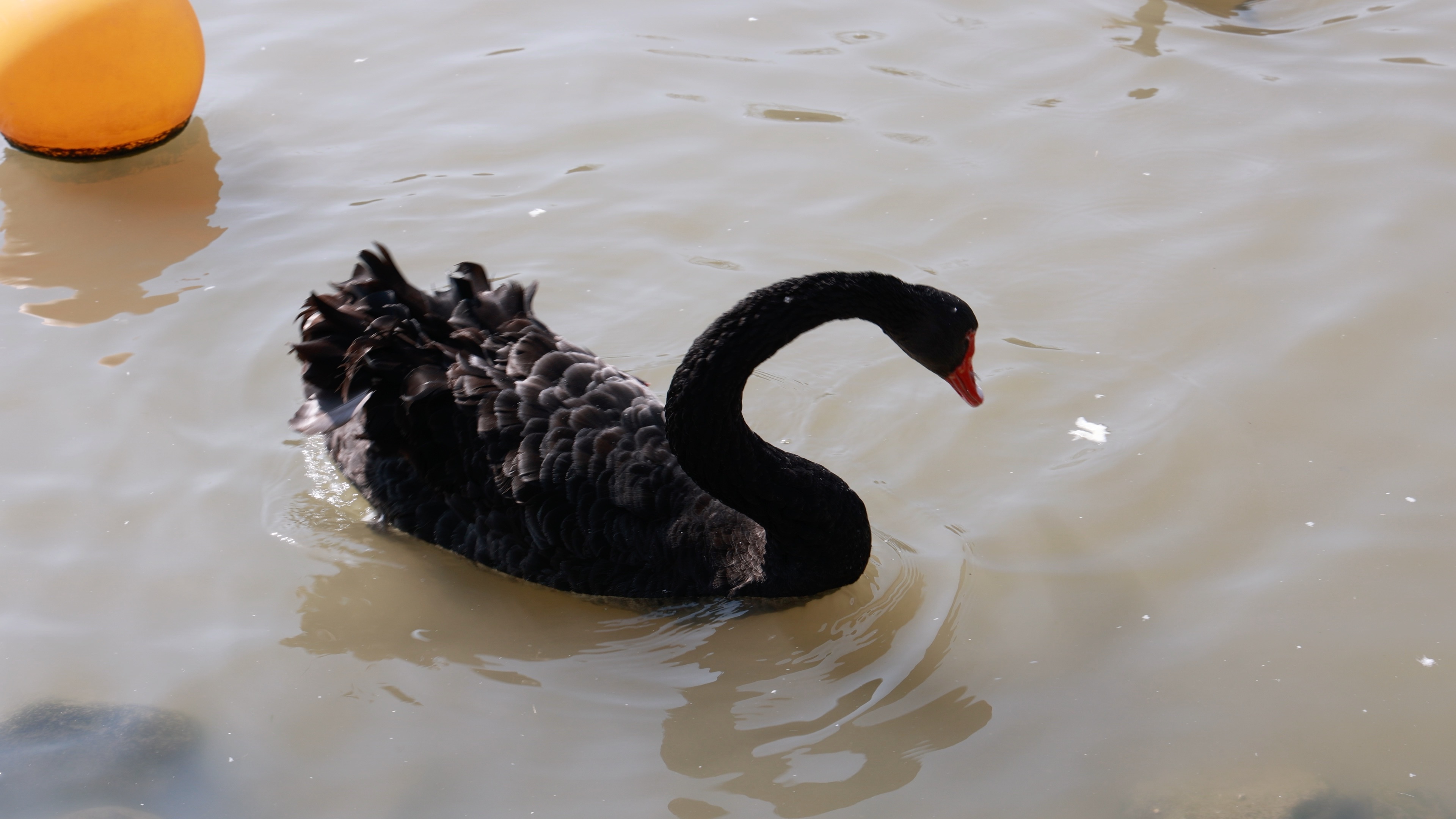 上海野生动物园的鹅2