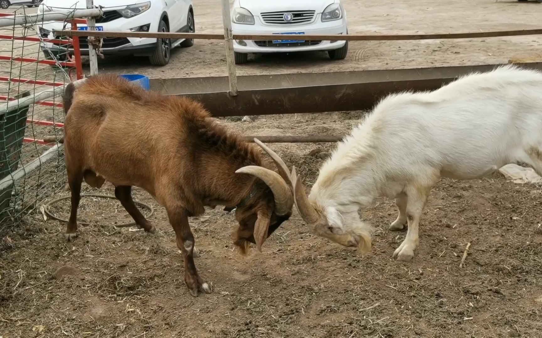 两只大公羊在一起"开战"犄角撞的杠杠响,过瘾!