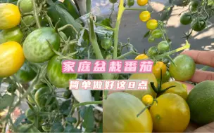 Video herunterladen: 家庭盆栽番茄，简单做好8点就能轻松实现番茄自由