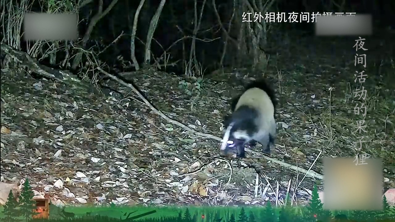 夜间活动的果子狸