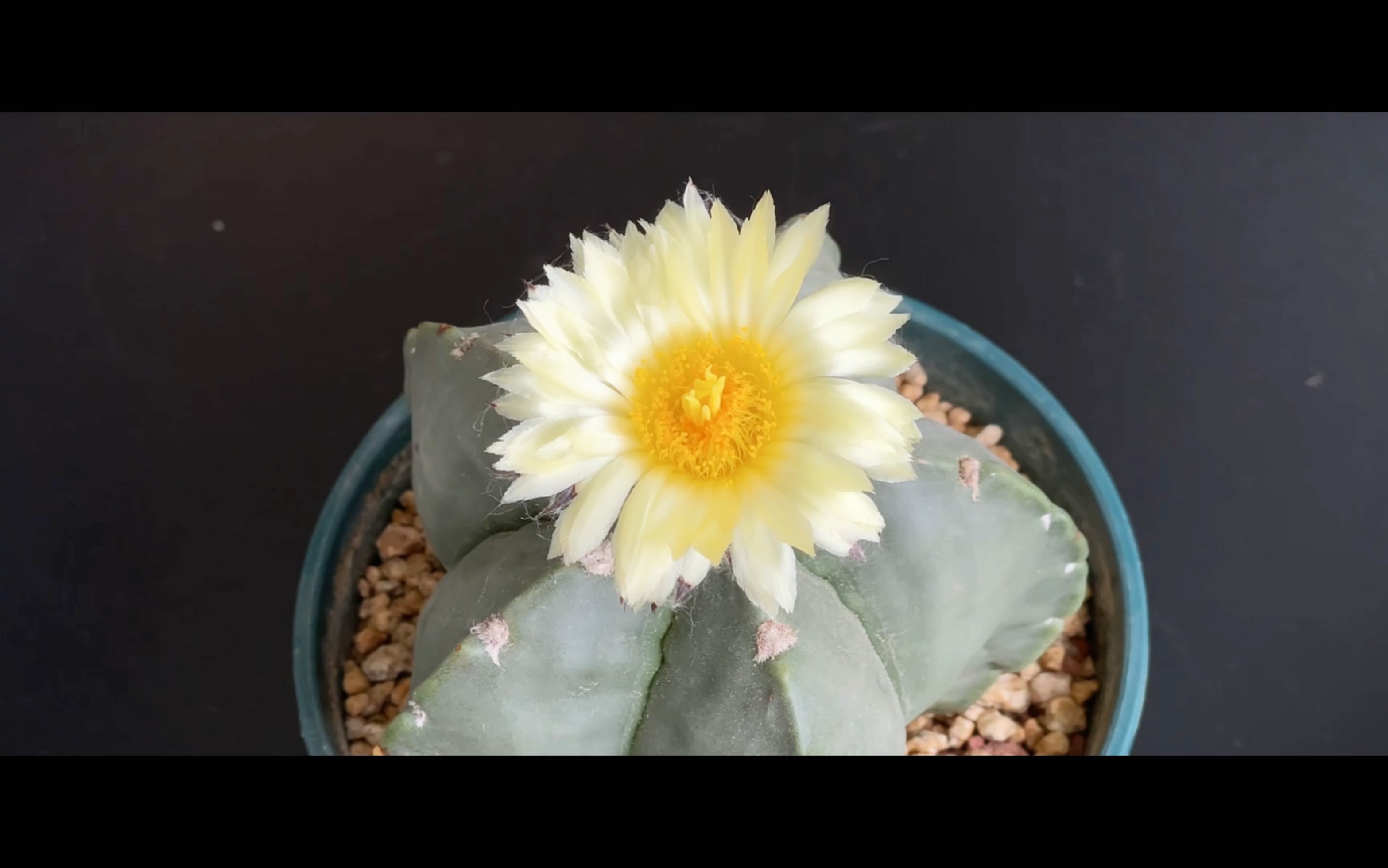 「五角鸾凤玉·延时摄影」黄花五角鸾凤玉开花啦