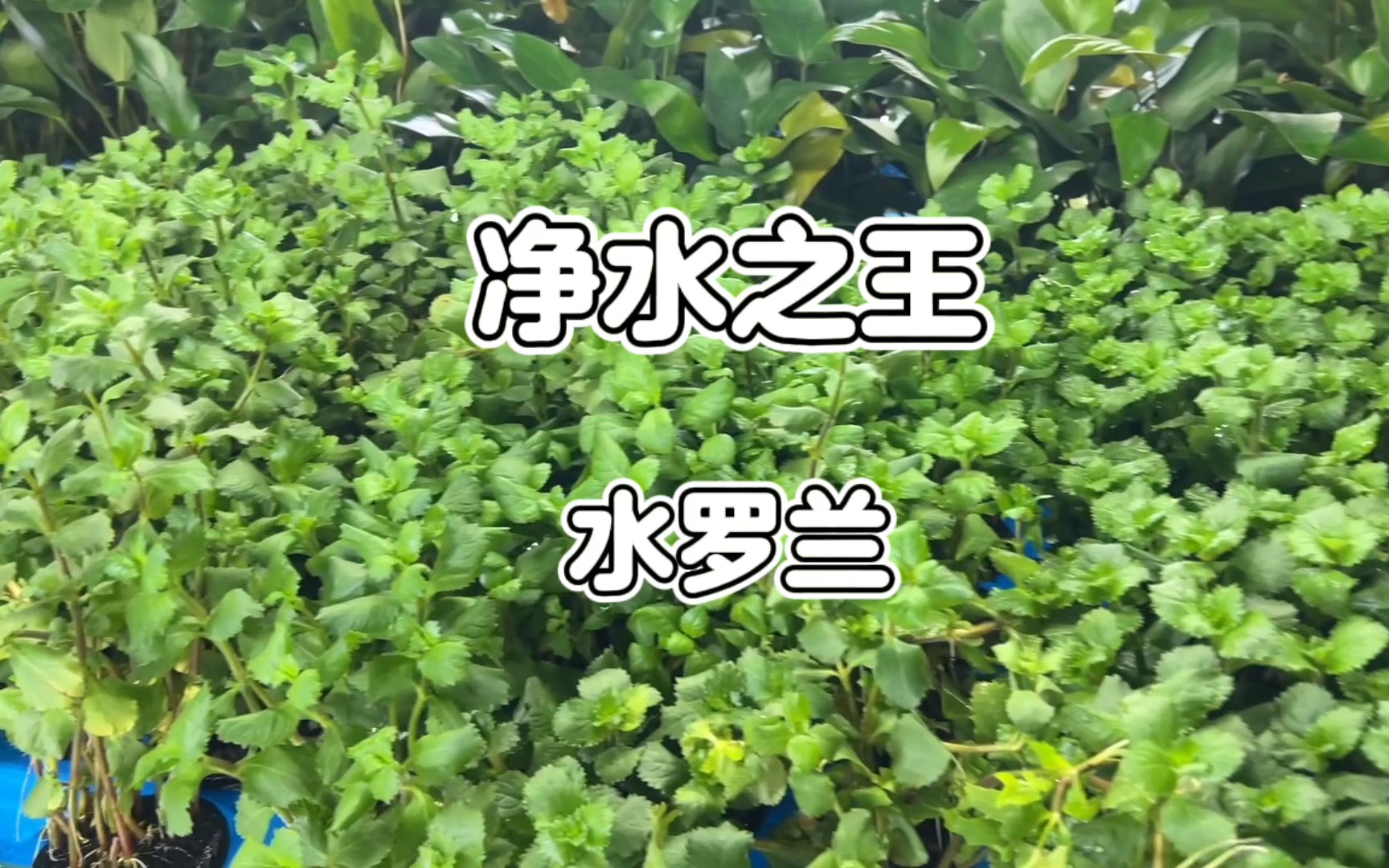 净水之王水罗兰哔哩哔哩bilibili