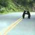 熊宝宝在公路中间玩耍，好孩子们请勿模仿