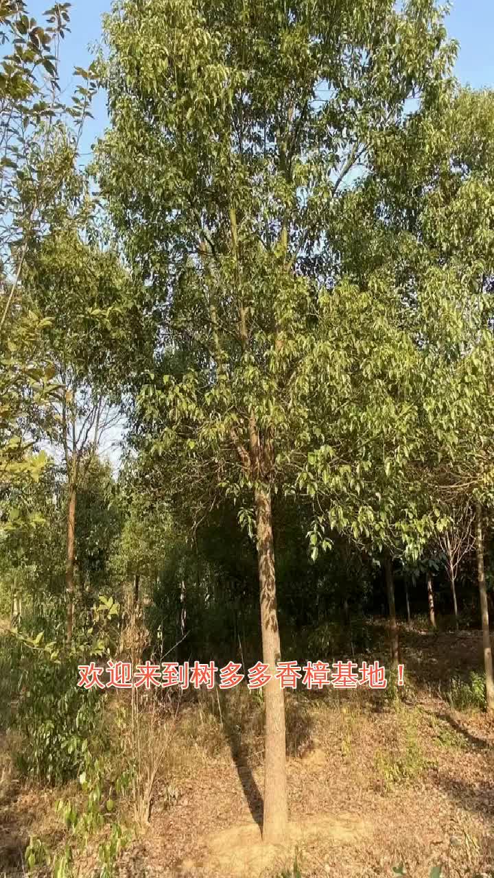 铜陵树多多香樟基地丛生香樟25公分基地供应 #铜仁骨架香樟基地 #池州