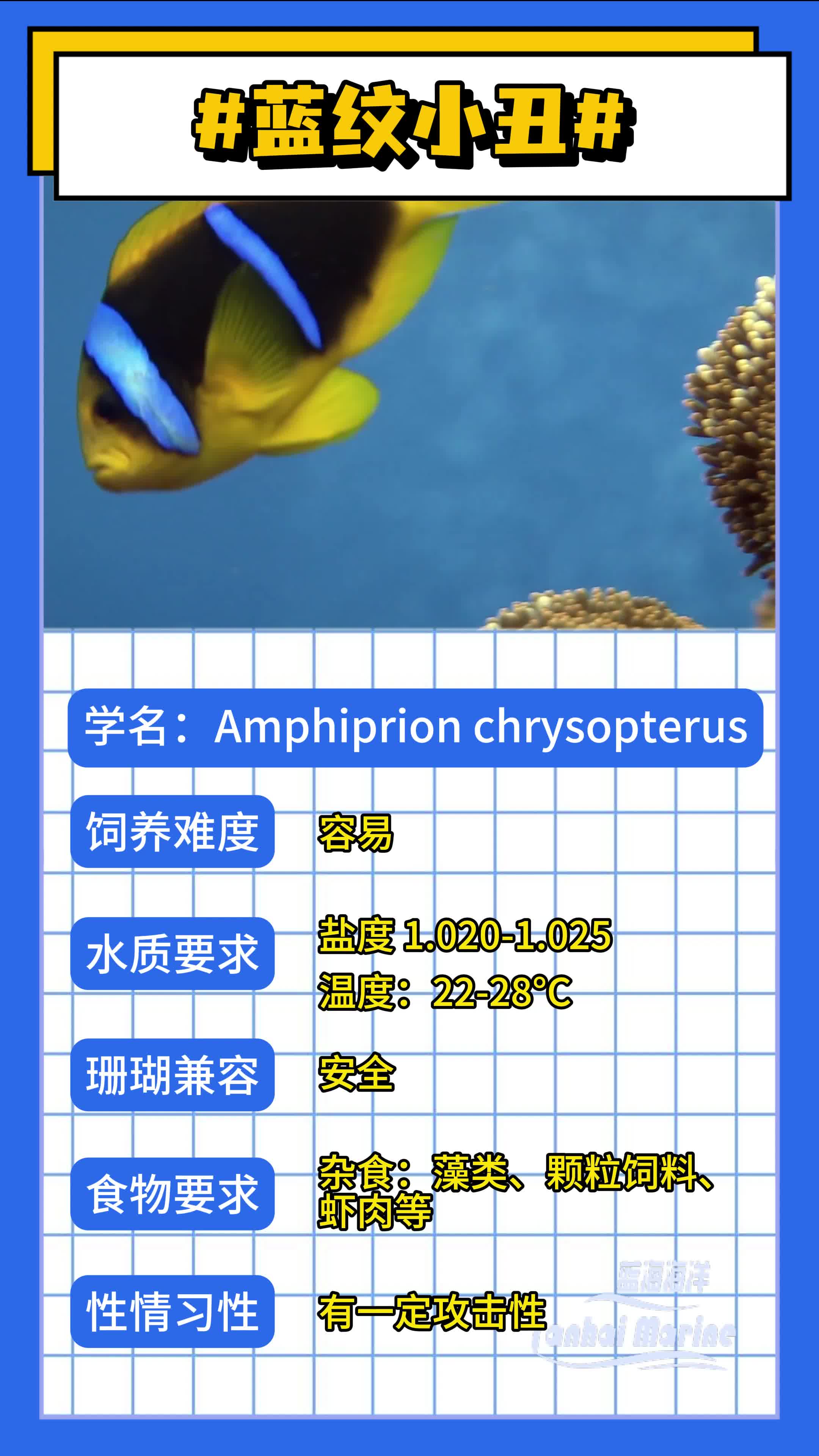 蓝纹小丑鱼哔哩哔哩bilibili