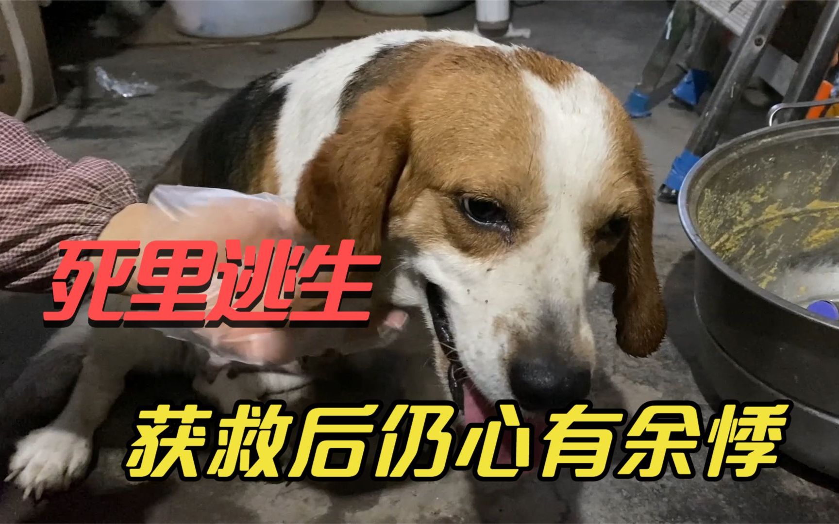 残疾的比格犬死里逃生,因失去价值被送餐馆,获救后仍然心有余悸哔哩哔哩bilibili