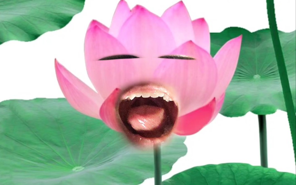野生大嘴莲花对你吐舌头会发生什么?