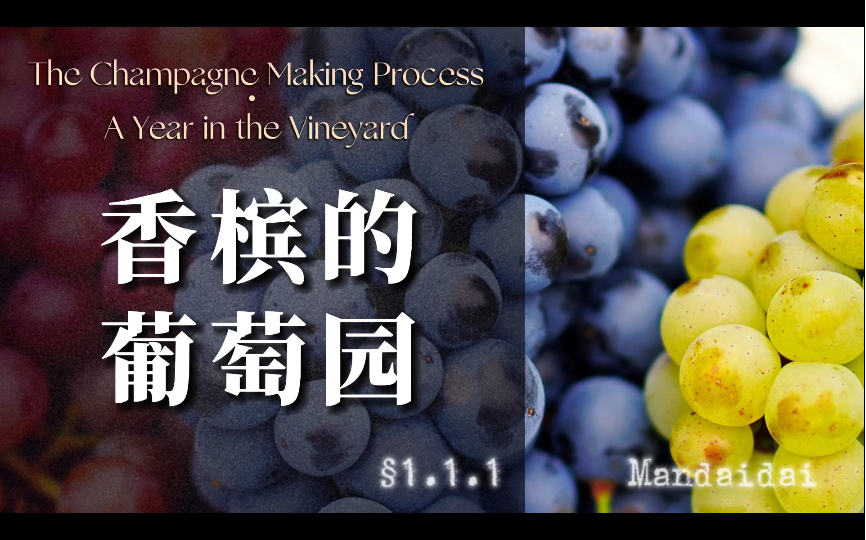 MOOC香槟课程|⧱11 香槟的葡萄园|香槟委员会 2020哔哩哔哩bilibili