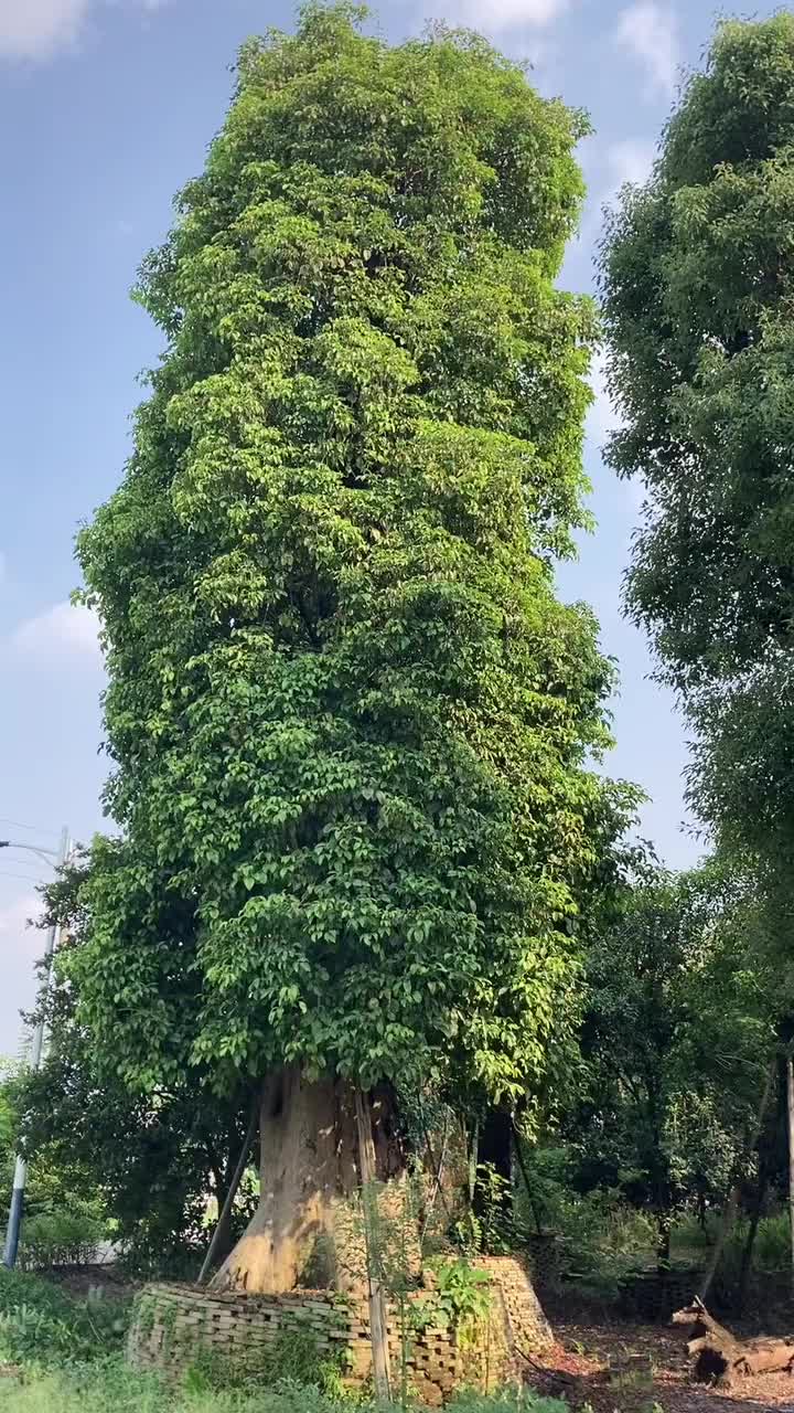 秋枫树直径150cm高15米古树精品苗木