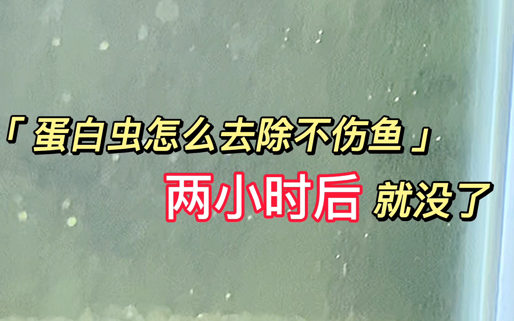 [图]鱼缸壁有白色虫子，水里有蠕动虫子都是蛋白虫，除了换水，还有一个更快的办法，非常效率