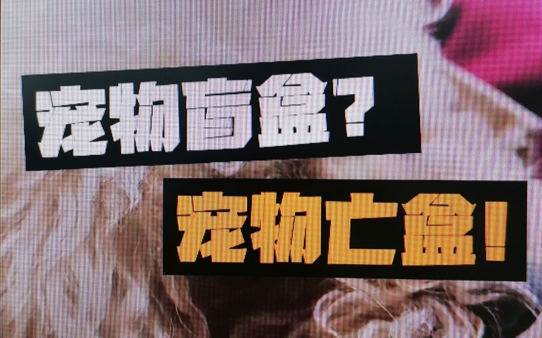 活动作品宠物盲盒宠物亡盒