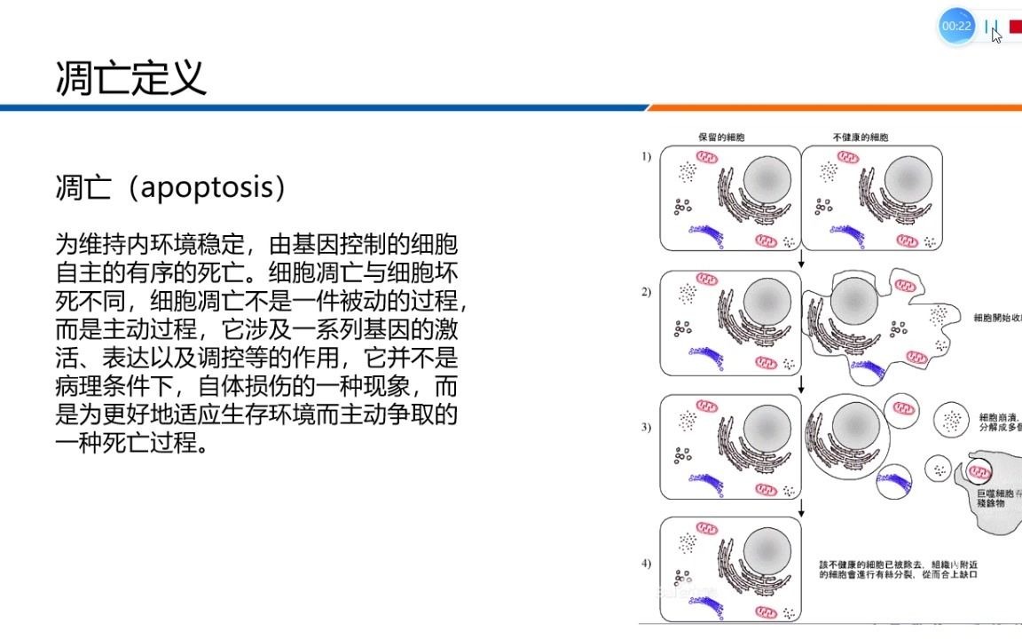 细胞凋亡定义及相关产品介绍哔哩哔哩bilibili