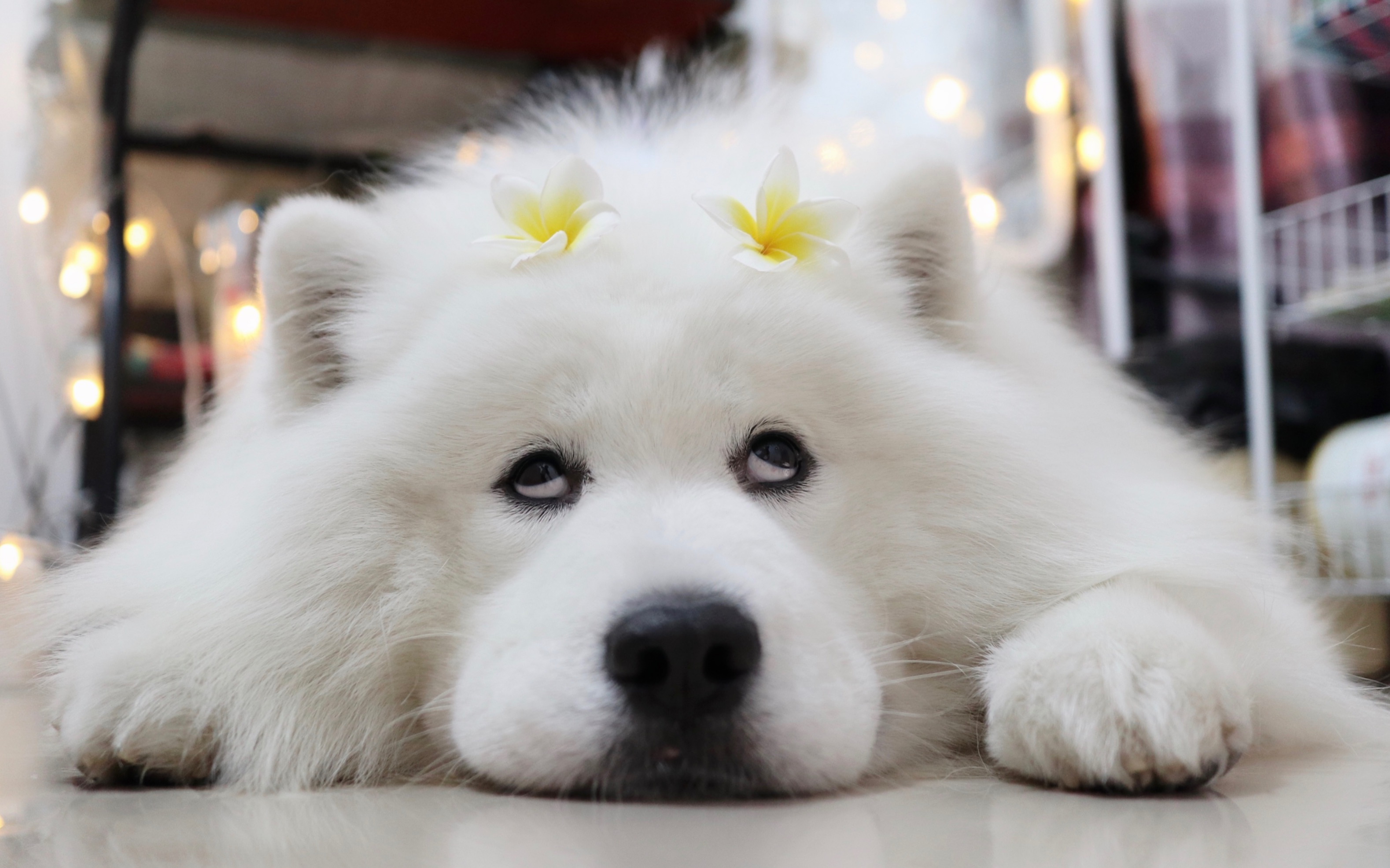 甩两个白眼自己体会61这是我见过翻白眼最口爱哒狗砸不接受反驳61