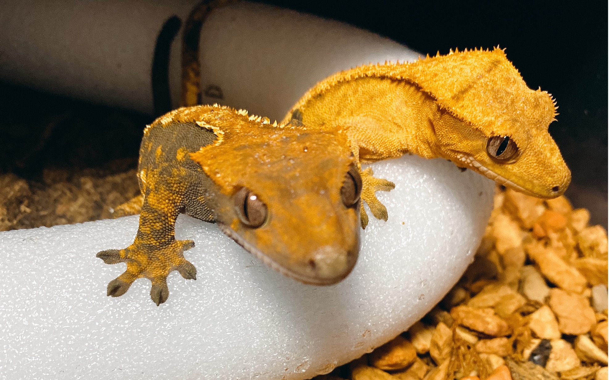 睫角守宫喂食果泥