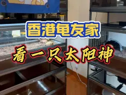 Download Video: 今天去香港龟友家，看一只叫“太阳神”的龟