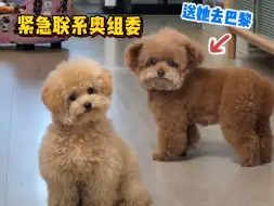 Download Video: 狗子：我的腿可不是摆设！