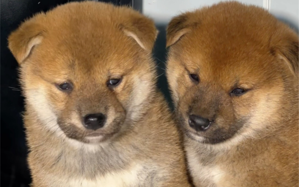 毛茸茸的小奶狗,宛如软绵绵的小棉花球,一颦一笑都蕴含着纯真可爱.