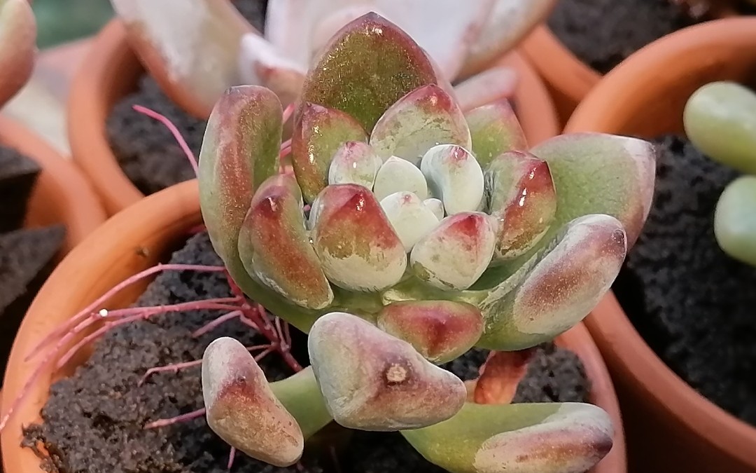 云南的无土多肉好看但很贵,不如自己试着做一个,成本只有外边卖的价格