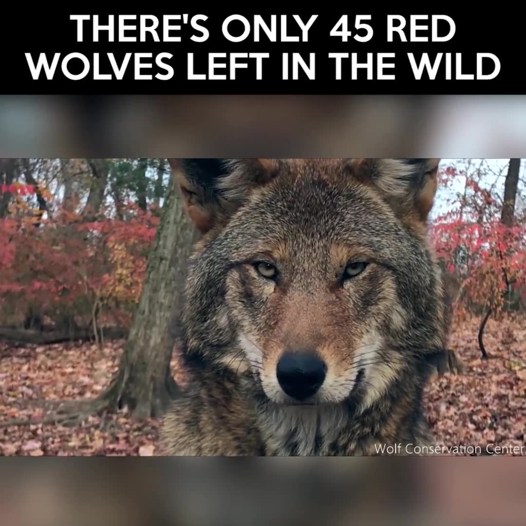 红狼头像图片图片