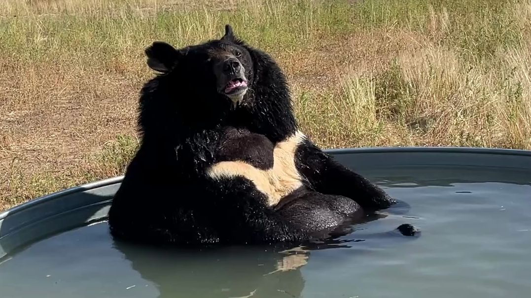 【熊】胖嘟嘟黑熊在泡澡呢 真惬意