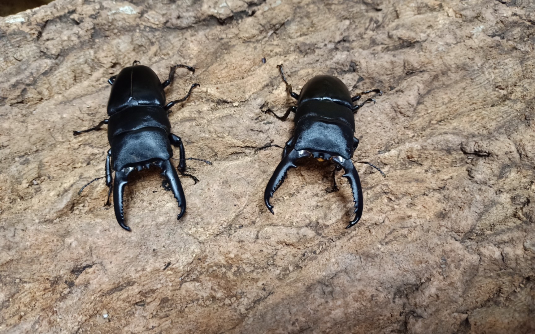 79牛头扁锹vs83.5中国扁锹