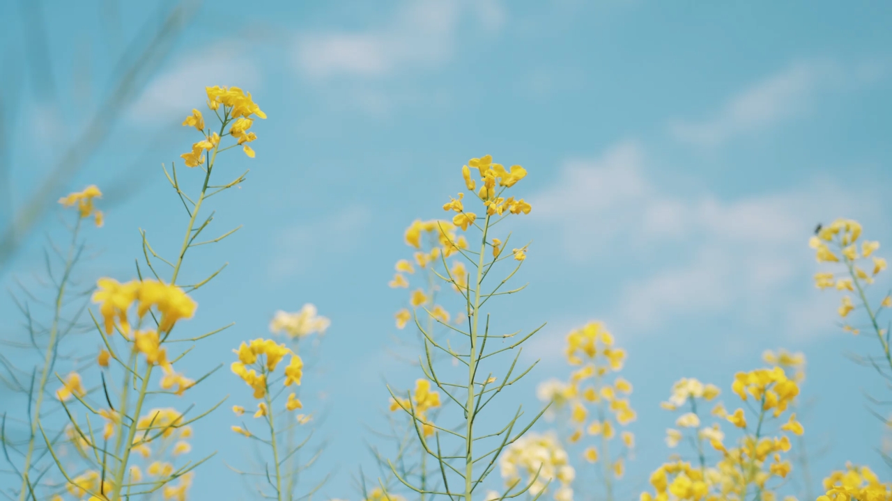 [图]🌱种子的梦想🌿