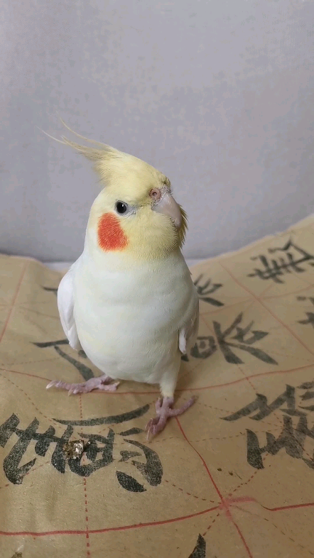 歪头呆呆在想什么呢玄凤鹦鹉萌宠