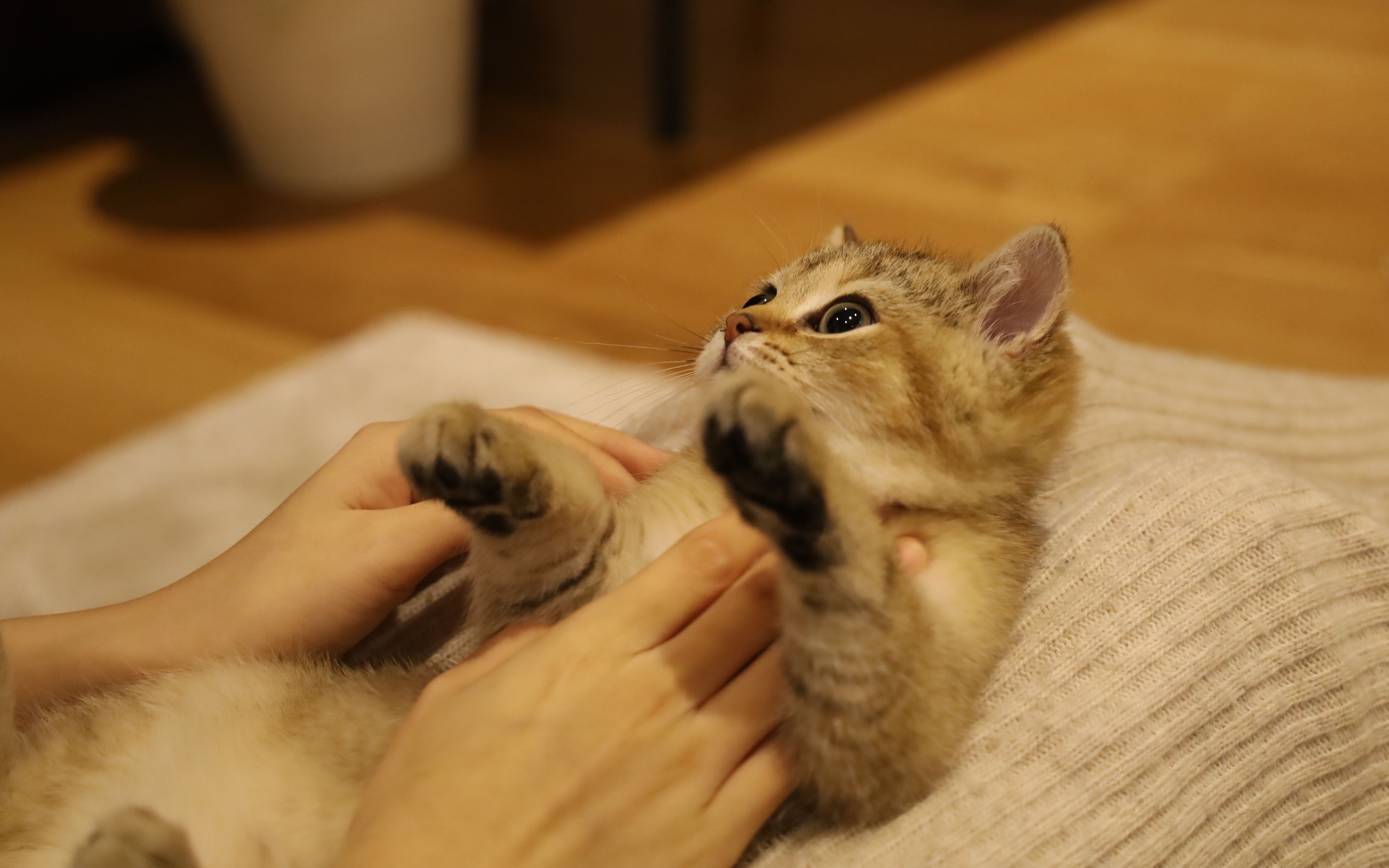 萌哭了.金渐层新猫到家第一天