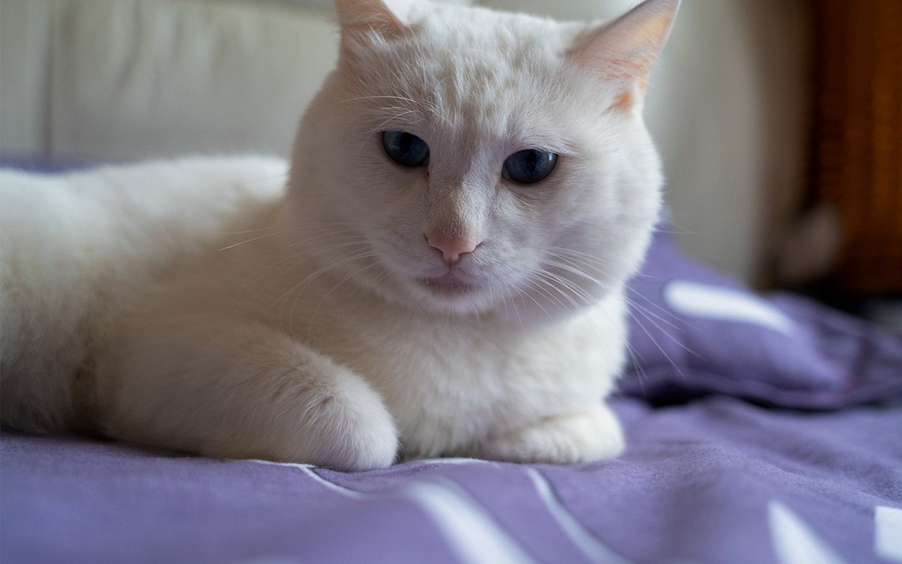 铲屎官家里喂了4年的大白猫咪,眼神变了,萌化我心_哔哩哔哩 (゜-゜)つ