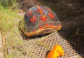 Скачать видео: 黄缘探头！